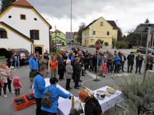 Tretja trgatev potomke najstarejše trte na svetu z obeti protokolarnega vina 2